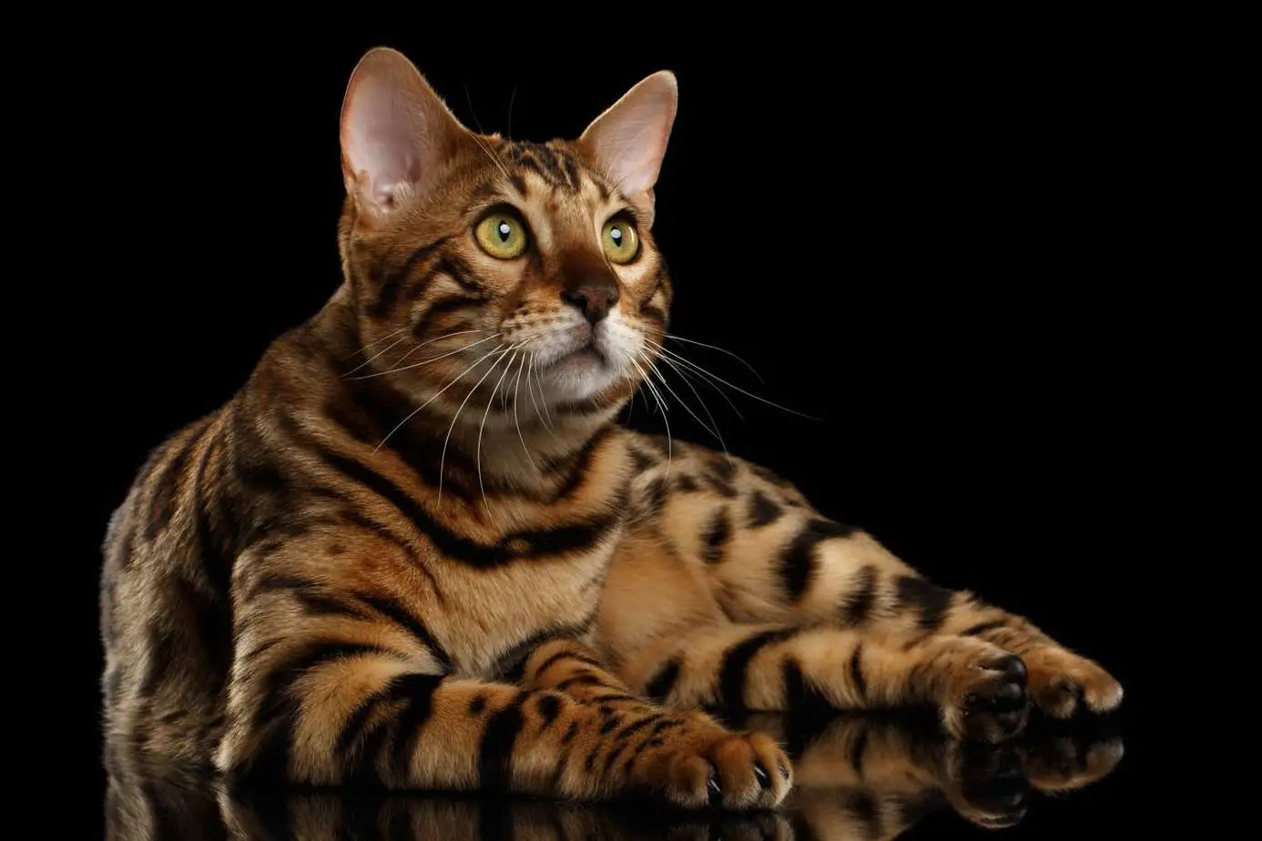 Bengal cat