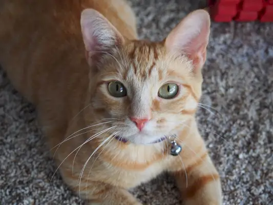 Eine getigerte Katze mit Halsband liegt auf Teppichboden