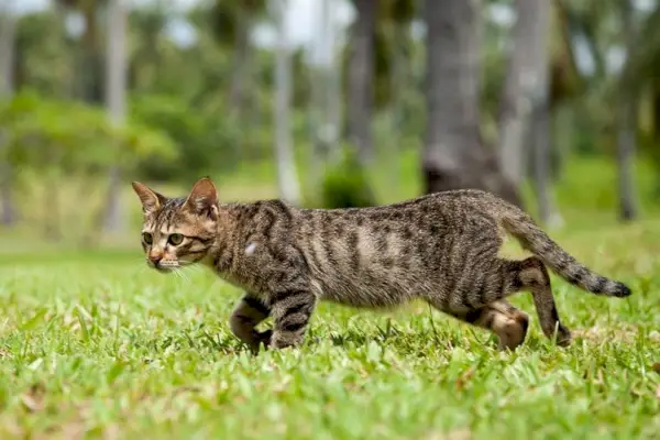 Eine getigerte Katze, die auf der Wiese spaziert