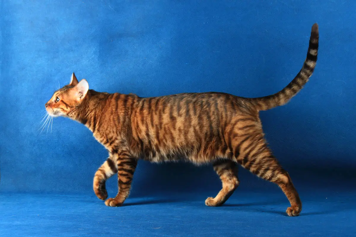 Toyger cat