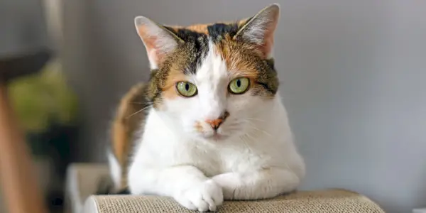 Gato cómodamente sentado en una cama rascadora.