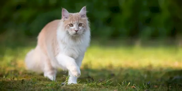 Kot Maine Coon