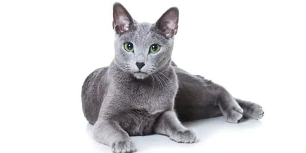 Russische blaue Katze