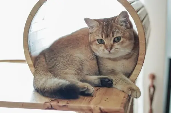 Gato shorthair britânico em uma árvore de gato