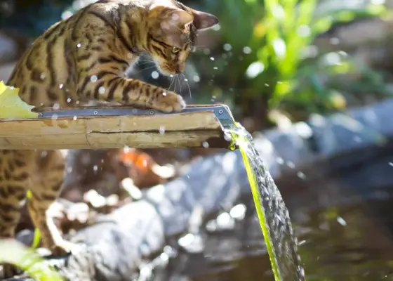 Imagen de un gato bengalí disfrutando del agua, una raza conocida por su apariencia salvaje y sus llamativos patrones de pelaje, que muestra su naturaleza juguetona y aventurera en una escena refrescante.