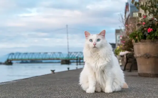 Imagen de un gato Van turco, reconocido por su coloración distintiva y su amor por el agua, captada en un momento lúdico y refrescante.