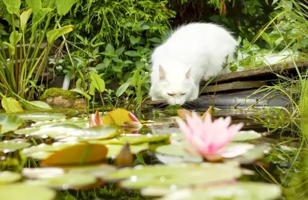 Imagen de un gato angora turco, conocido por su pelaje largo y sedoso y su apariencia elegante, sentado con gracia y exudando un aire de encanto y belleza.