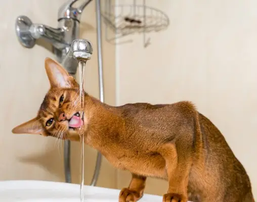 Imagen de un gato abisinio, una raza conocida por su pelaje elegante y marcado, sentado alerta y mostrando su apariencia llamativa y ágil.