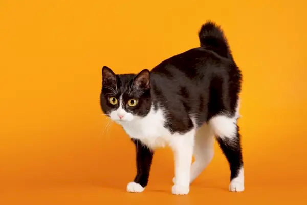 Imagen de un gato Bobtail japonés, conocido por su cola corta y distintiva, sentado atentamente y mostrando su característica única y cautivadora.