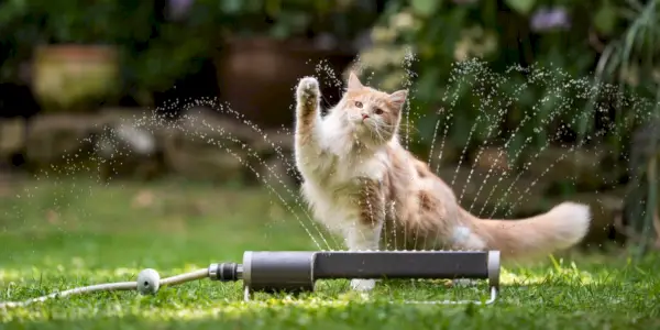 Imagen de varias razas de gatos que disfrutan del agua, mostrando su naturaleza juguetona y aventurera en una escena grupal atractiva y cautivadora.