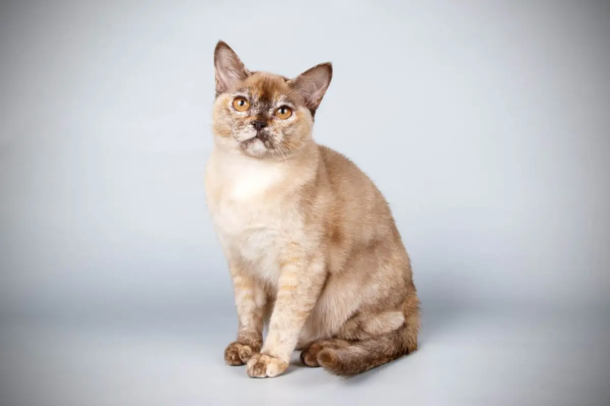 Chocolate tortie Burmese
