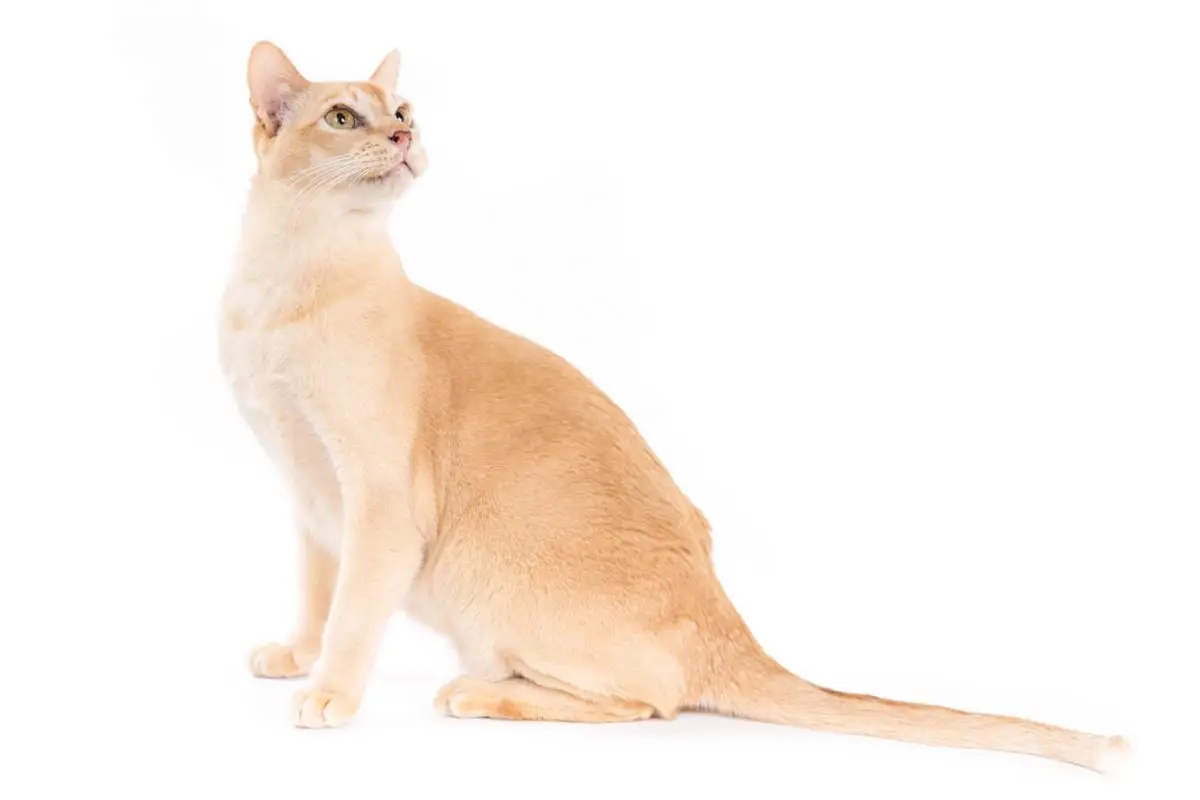 Red Burmese