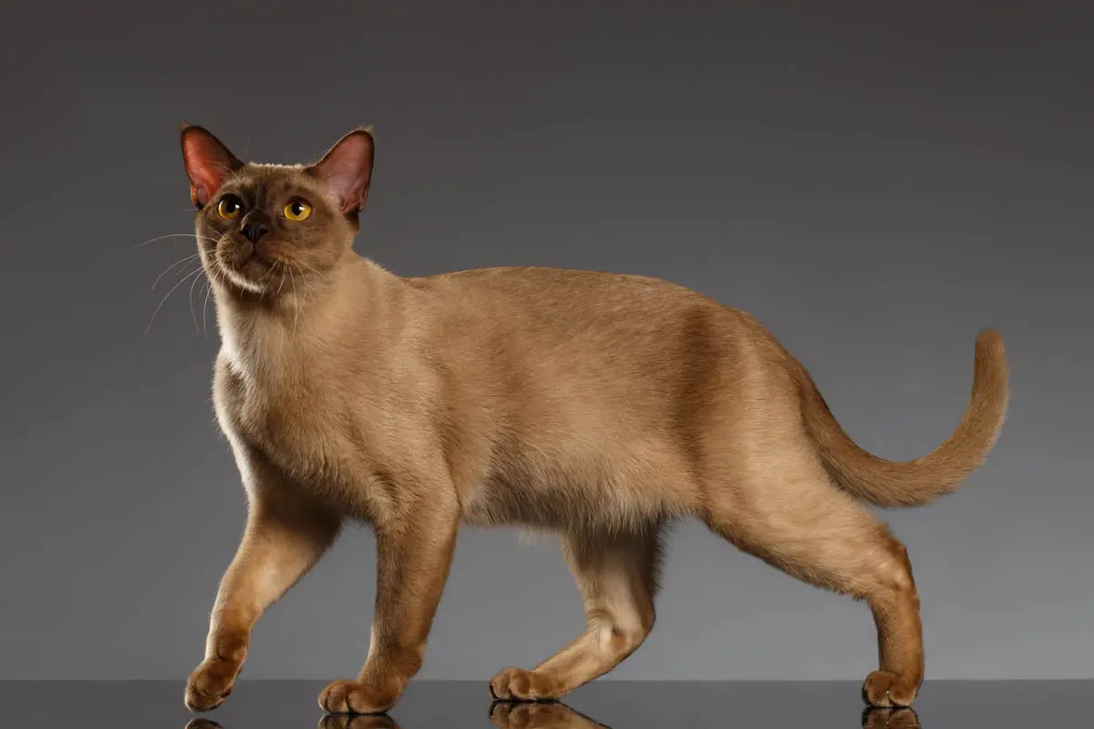 Chocolate (champagne) Burmese cat