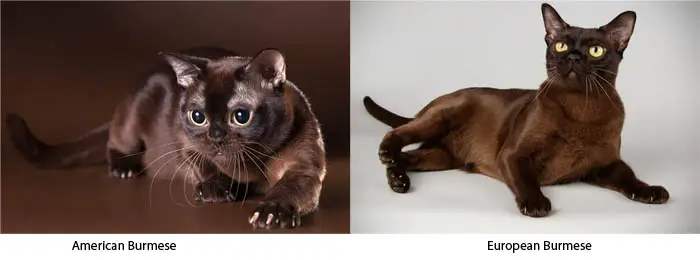 Difference between American and European Burmese cats