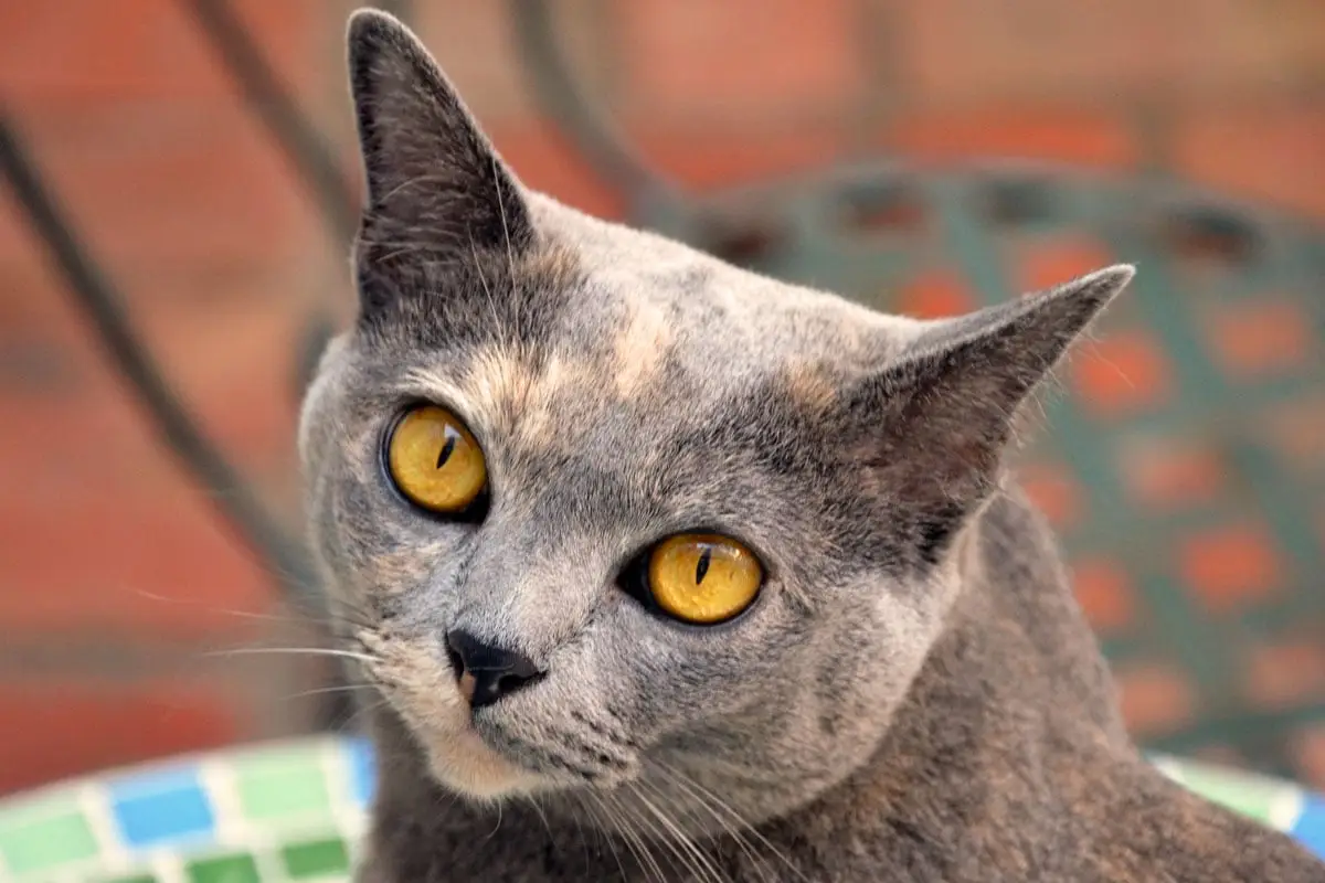 Blue tortie Burmese