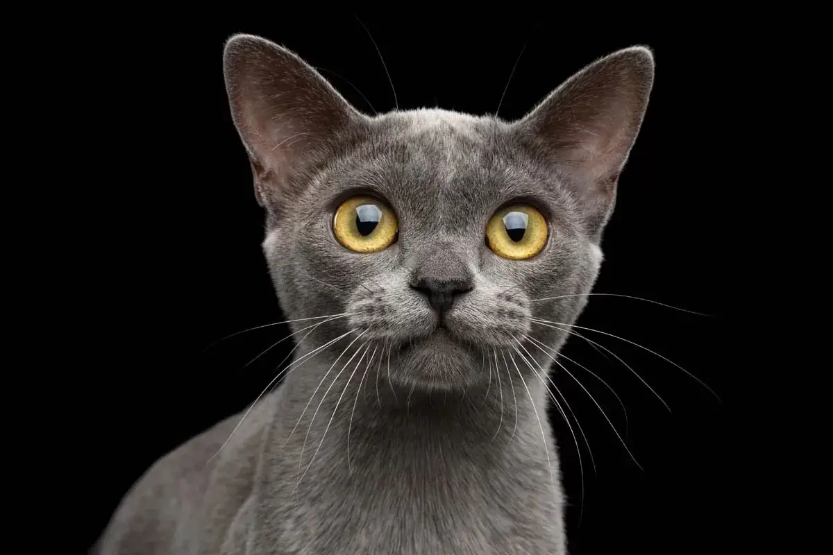 Blue burmese