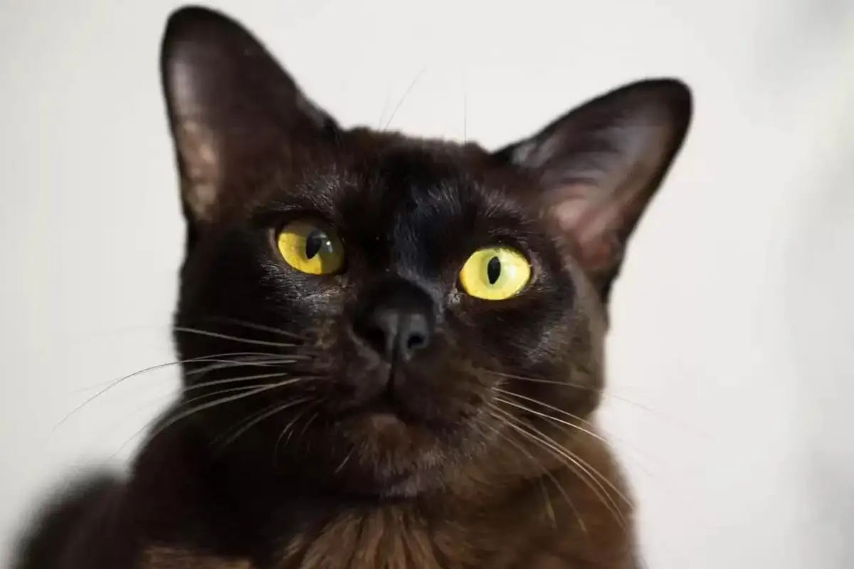 Brown Burmese