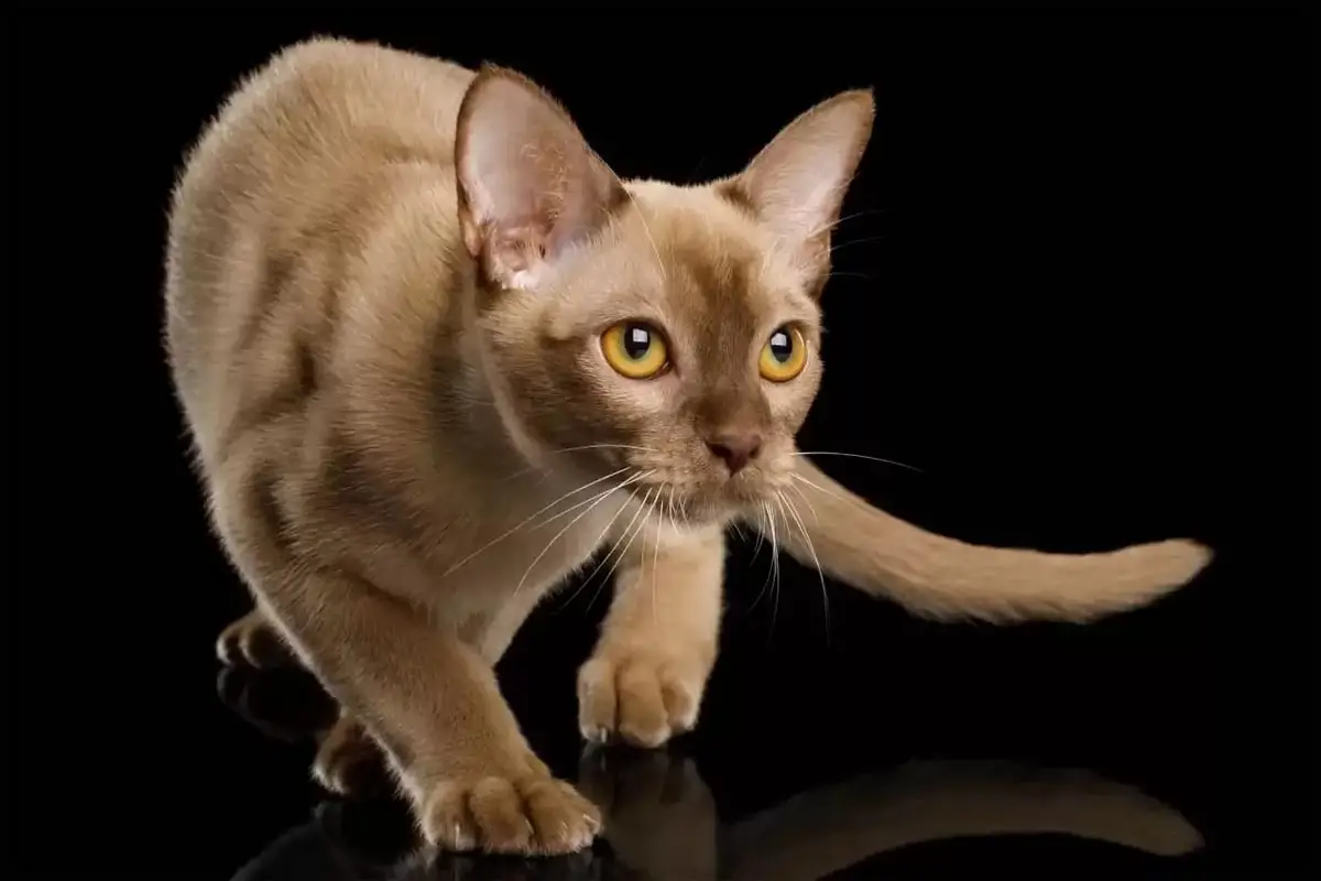Chocolate Burmese