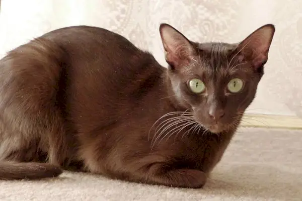 un grazioso gatto Havana Brown, che mostra il suo caratteristico mantello color cioccolato e il suo comportamento elegante.