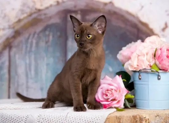 Uma imagem que destaca a beleza de um gato birmanês europeu marrom, com sua pelagem elegante e presença encantadora