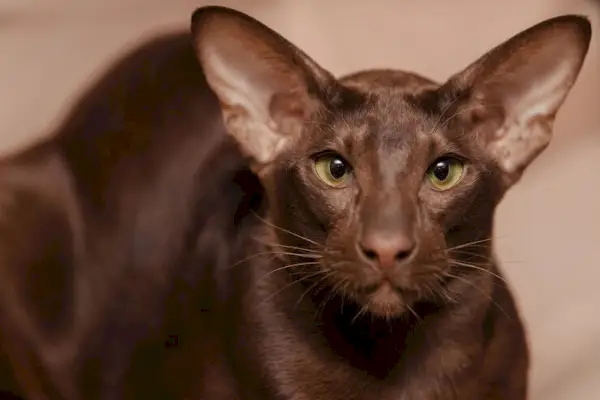 O imagine care surprinde eleganța unei pisici Oriental Shorthair, cu corpul ei zvelt, urechile mari și privirea captivantă.