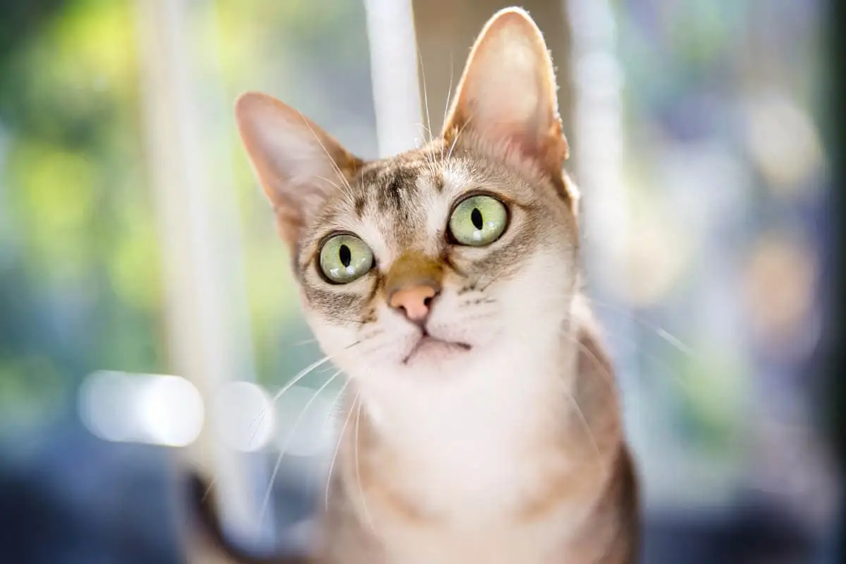 Singapura cat