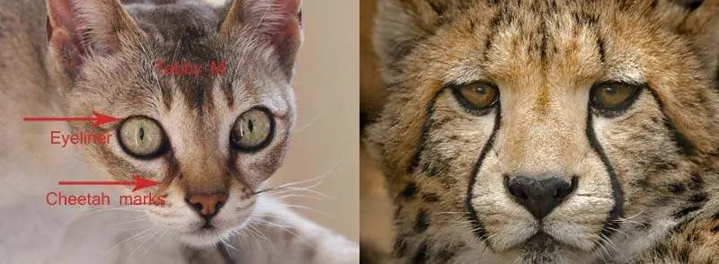 Singapura cheetah marks