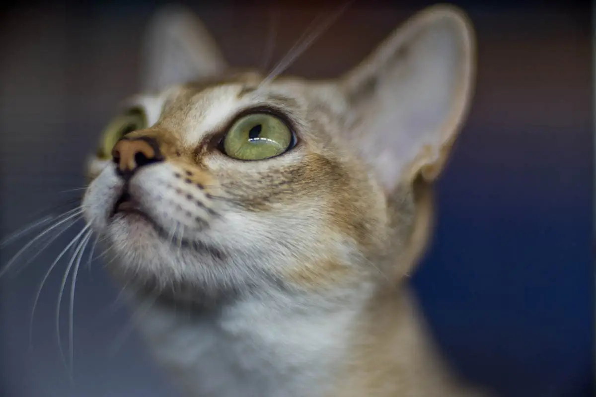 Singapura cat