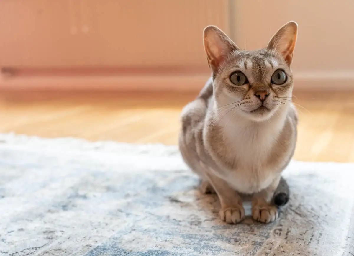 Singapura cat