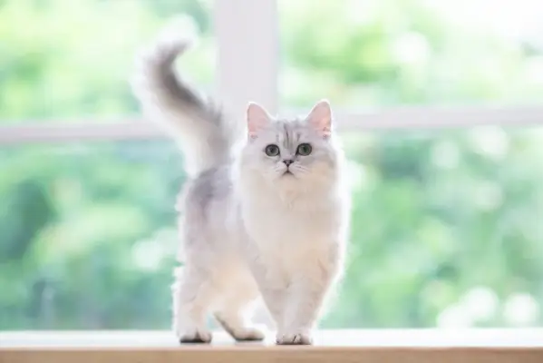 Gato británico de pelo corto