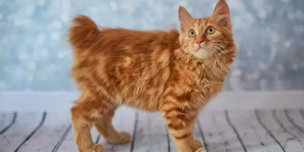 Amerikansk Bobtail-katt