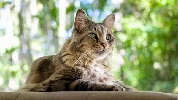 Maine Coon macska