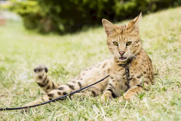 gato de la sabana