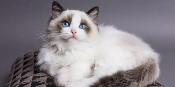 Ragdoll katt