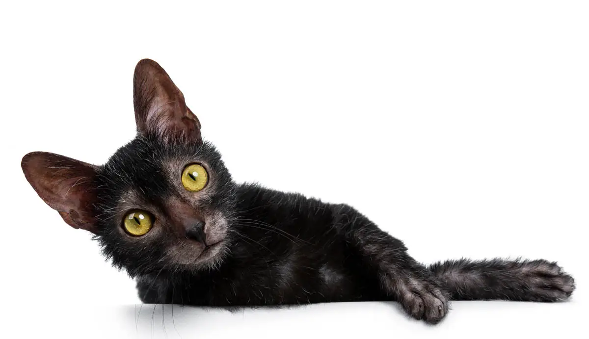 Lykoi cat lying down