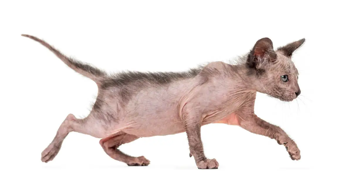 Lykoi kitten