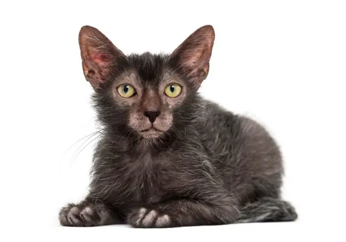 Wettbewerb Lykoi Katze (Wolfsmann)