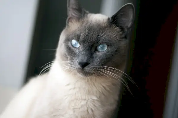 Gatto siamese elegante e snello con un bellissimo motivo di mantello caratterizzato dal corpo pallido e dal muso, dalle orecchie, dalle zampe e dalla coda scuri, che emana un'aria di intelligenza e curiosità.