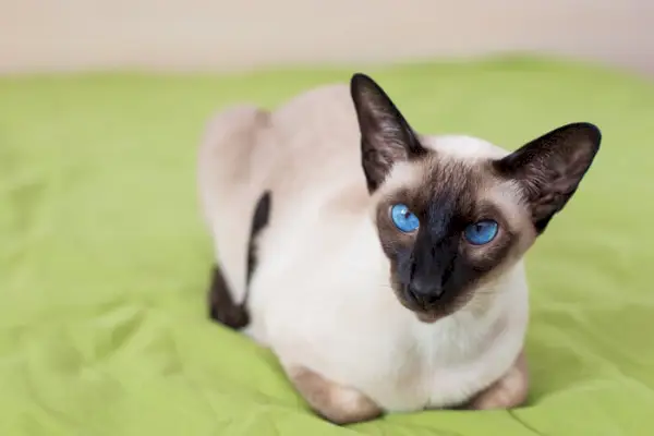 Affettuoso gatto siamese circondato da un'aura amichevole, che mostra la sua caratteristica colorazione del mantello con punti più scuri sulle orecchie, sulla maschera, sulle zampe e sulla coda, mentre interagisce calorosamente con l'ambiente circostante.