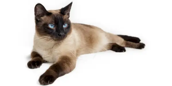 Gracioso gato siamés con llamativos ojos azules en forma de almendra, pelaje corto de color crema y distintivos puntos oscuros en las orejas, la cara, las patas y la cola, sentado elegantemente y mirando con curiosidad.