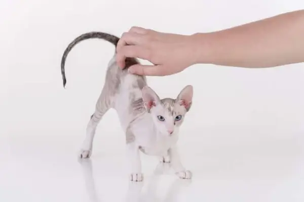 cat owner tickling peterbald cat