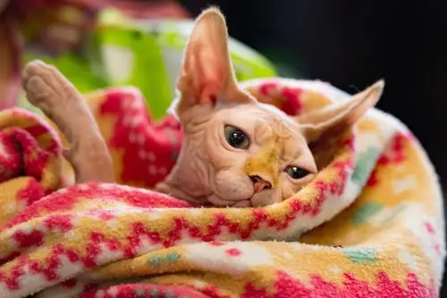 Haarlose Katze schläft auf Decke