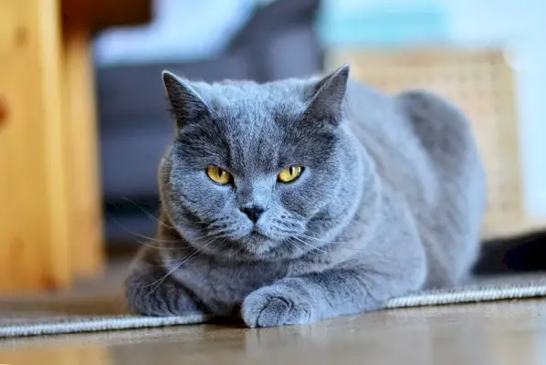 Chartreux-Katze liegt auf Teppich