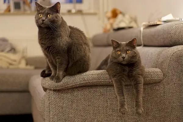 Chartreux-Katzen faulenzen auf dem Sofa