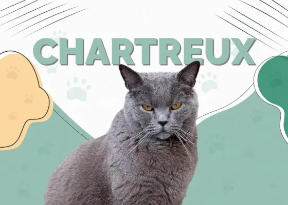 Chartreux-Katzenrasse