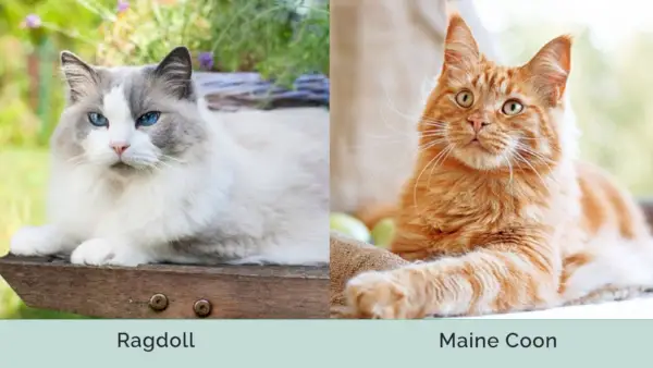 Ragdoll versus Maine Coon