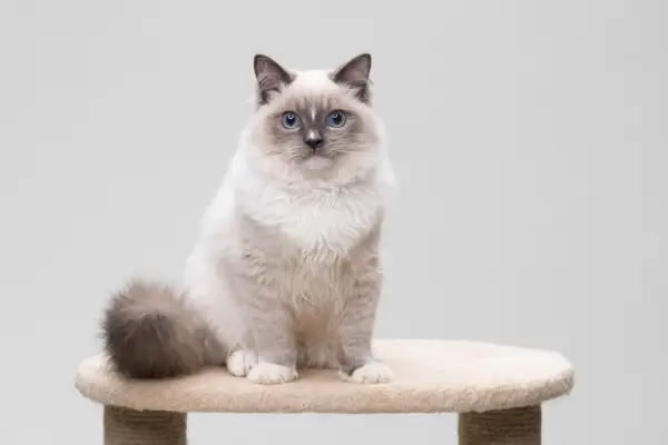 Ragdoll kat zittend op een kattenboom