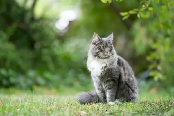 tabby maine coon zittend op het gras