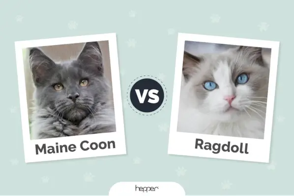 maine coon versus ragdoll