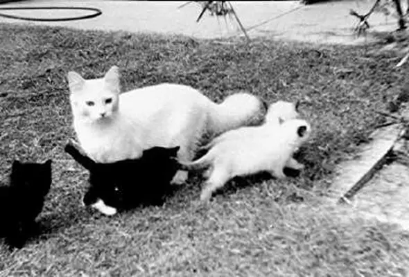 Josephine Ragdoll cat